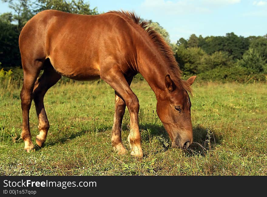 Friendly horse in a field