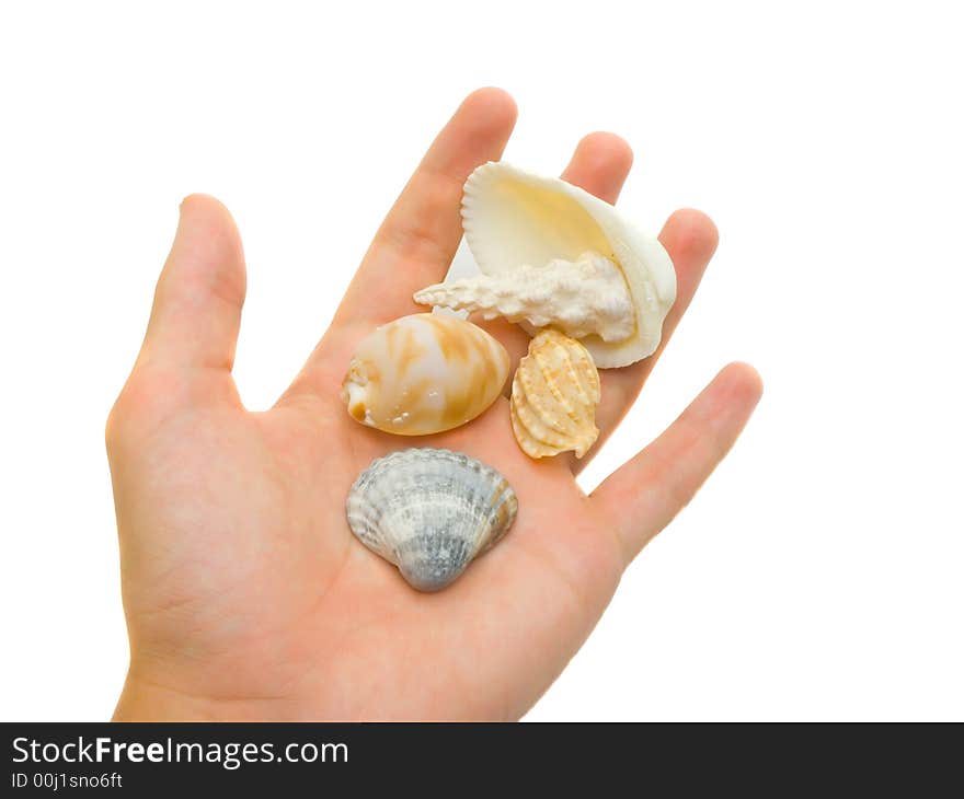 An isolated photo of a hand carrying unique shells