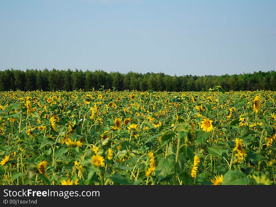 Field of beautiful yellow sunflowers