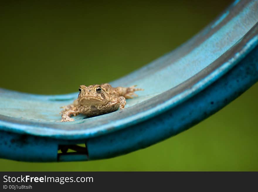 Photo of a content frog on a swing. Photo of a content frog on a swing