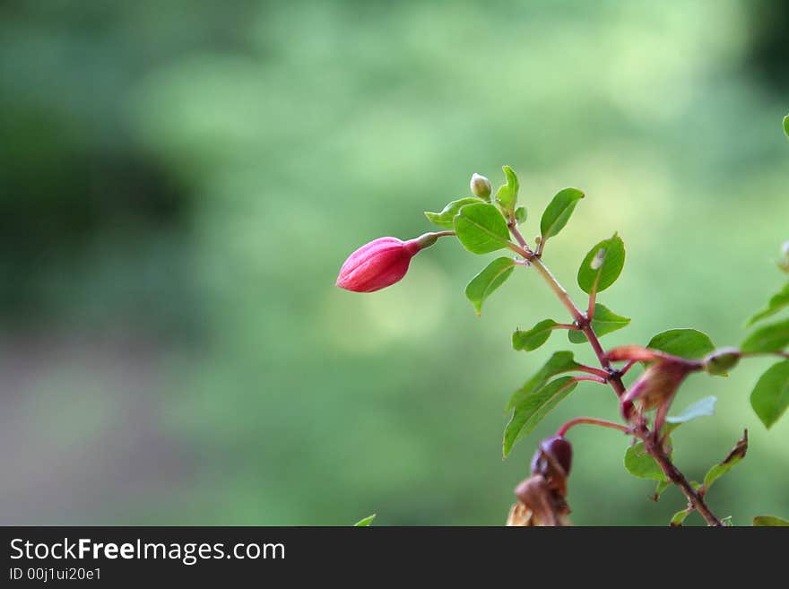 An bright pink fucshia flower bud