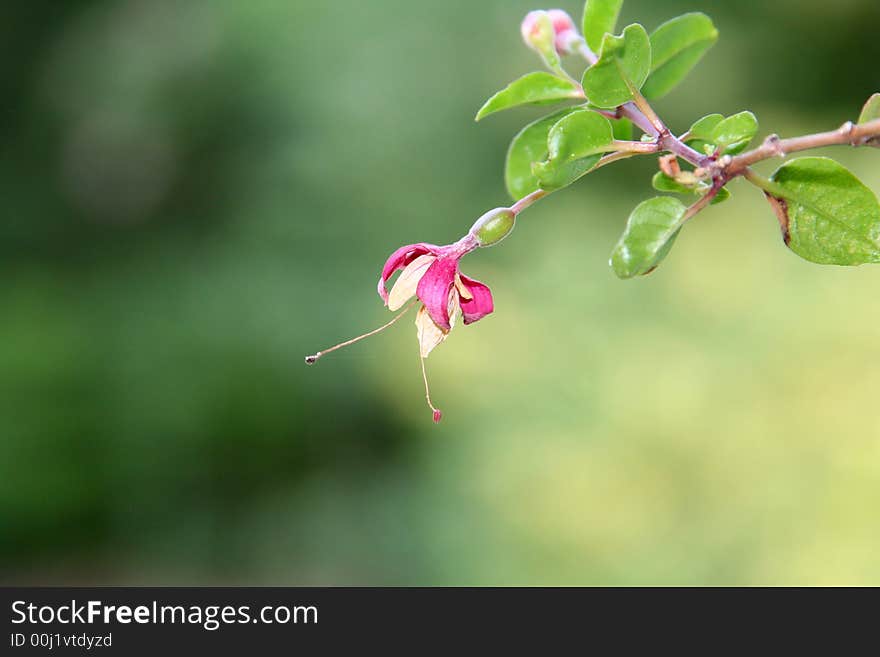 Fucshia flower