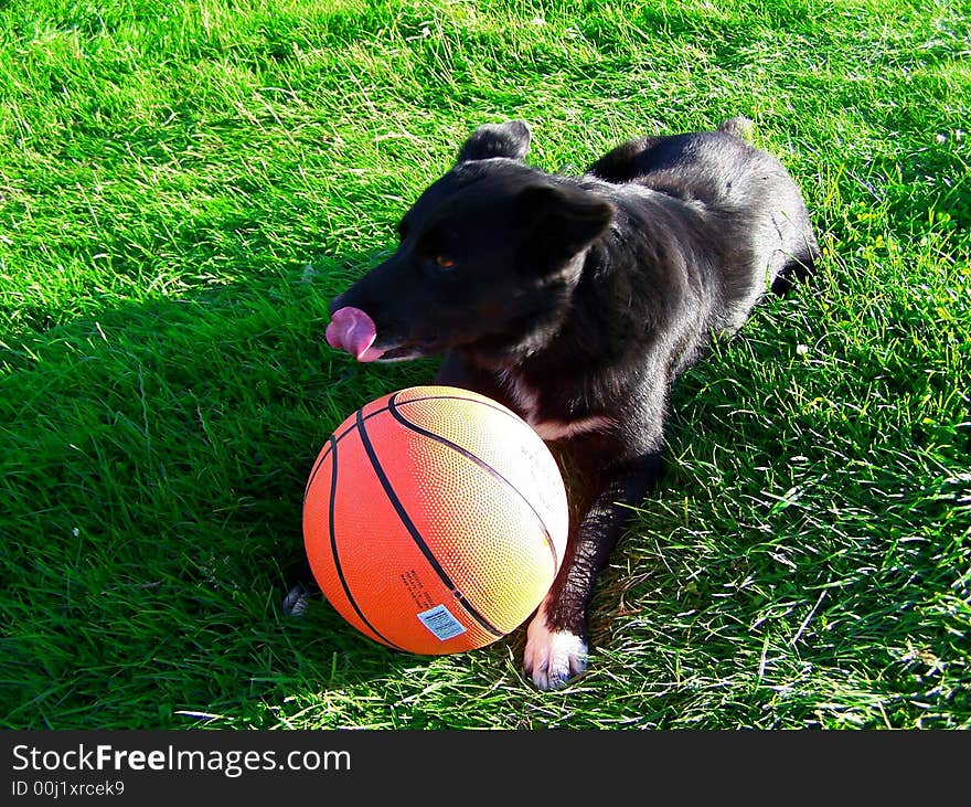 Image of a black Labrador dog licking his lips while guarding a basketball. Image of a black Labrador dog licking his lips while guarding a basketball.