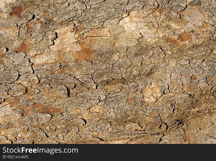 Old tree bark's, surface texture. Old tree bark's, surface texture