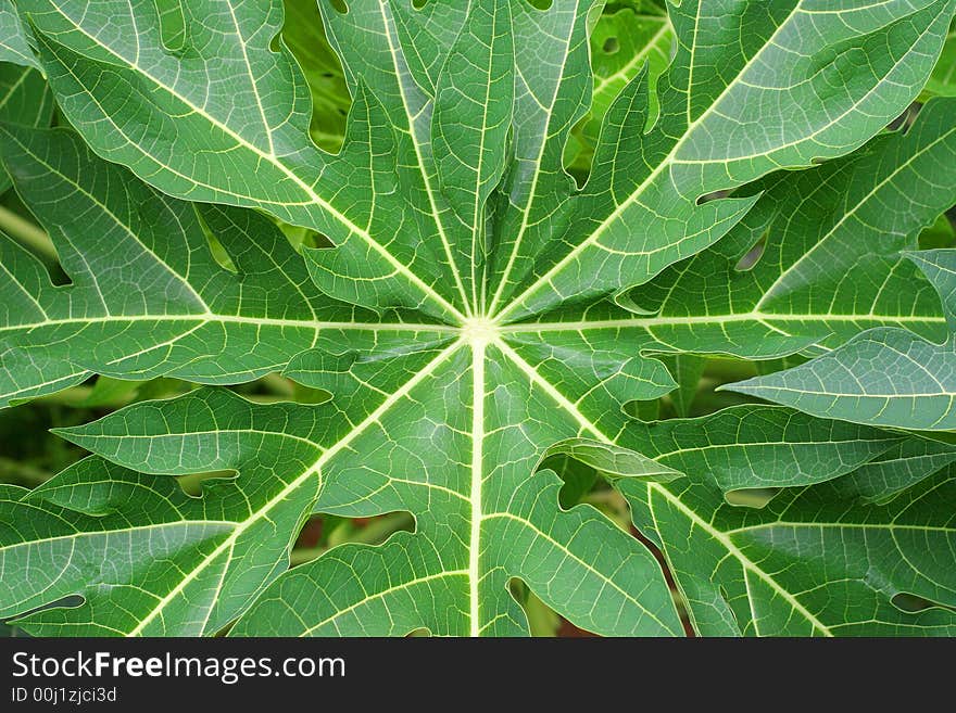 Big green leaf of tropical plant for use as background