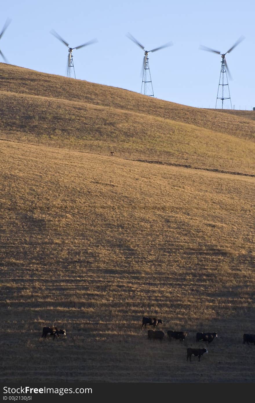 Windturbine on the hills of California with cattle on the hill side. Windturbine on the hills of California with cattle on the hill side