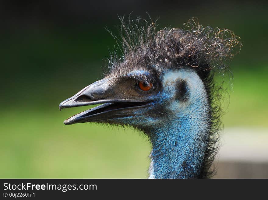 Emu - Cougar Mountain Zoo in Issaquah Washington. Emu - Cougar Mountain Zoo in Issaquah Washington