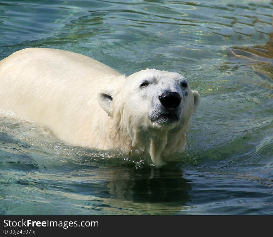 Polar Bear