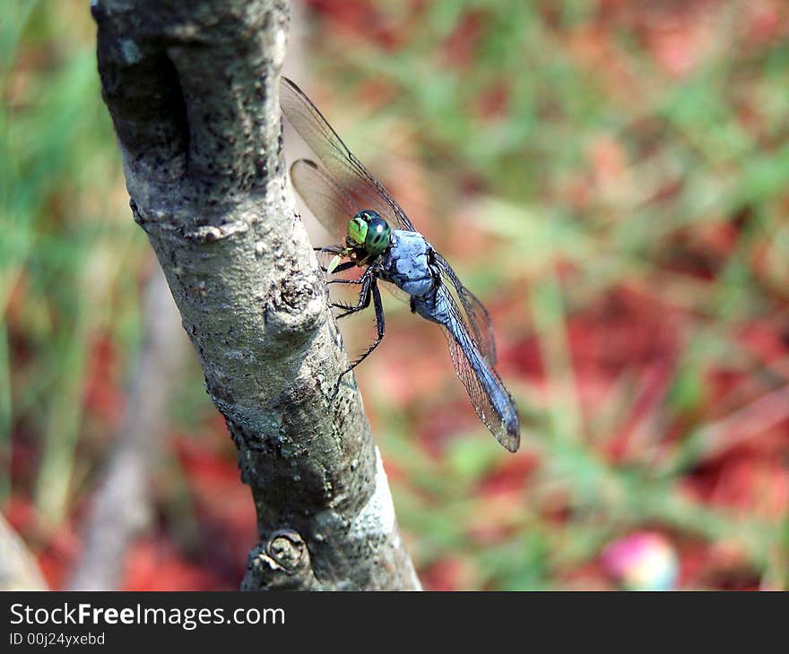 Blue adult draqgonfly devouring a small fly. Blue adult draqgonfly devouring a small fly.