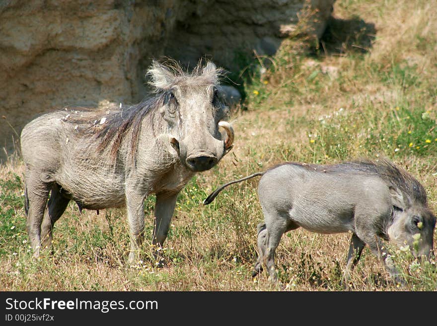 Warthog and Baby