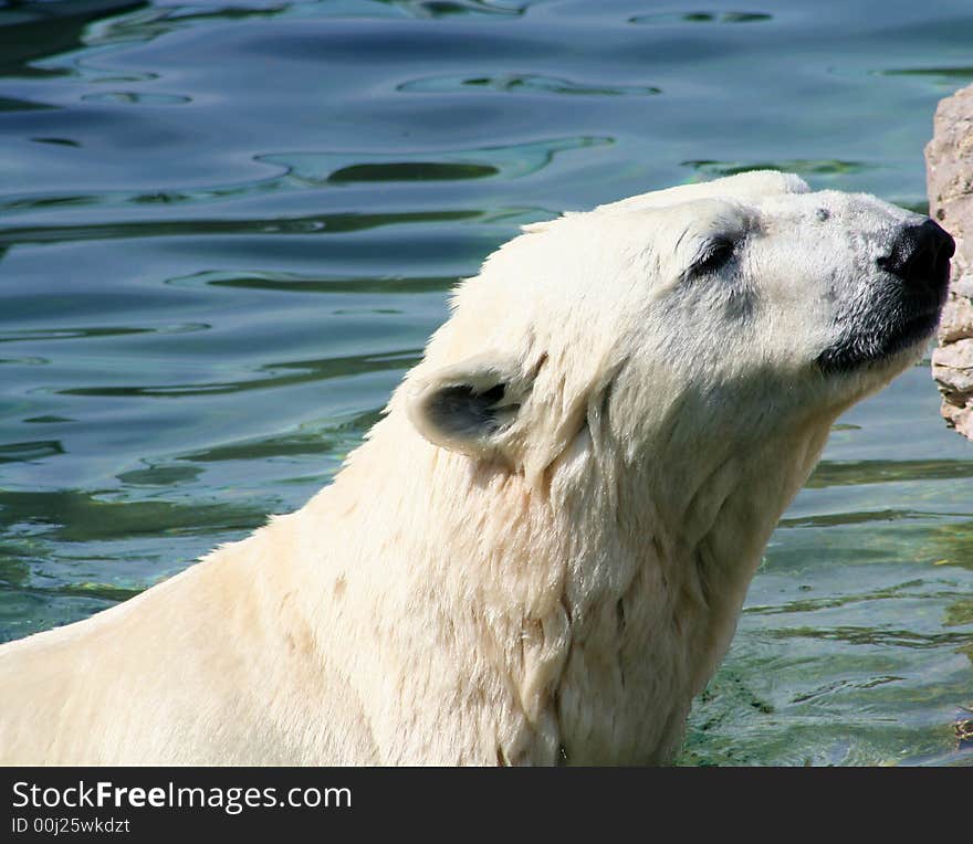 Polar Bear