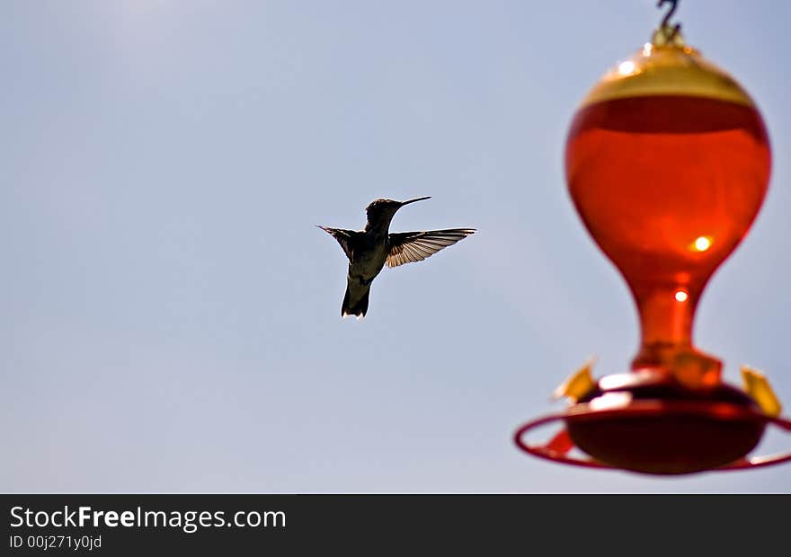 A view of a fast moving humming bird in mid-flight, about to land on a feeder. A view of a fast moving humming bird in mid-flight, about to land on a feeder.