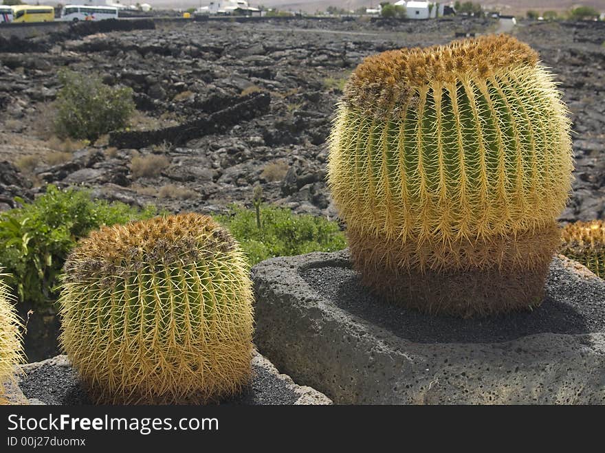 A pair of Cactus