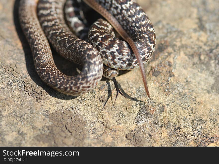 Juvenile Eastern Yellow-bellie