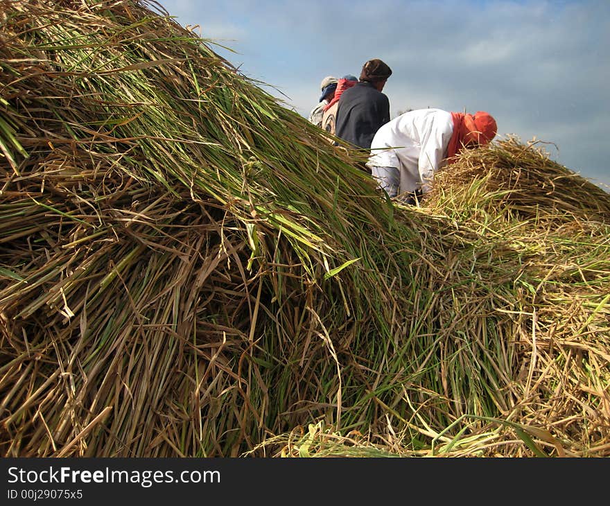 In august, Javanese farmer mostly have final harvest the field of rice. In august, Javanese farmer mostly have final harvest the field of rice