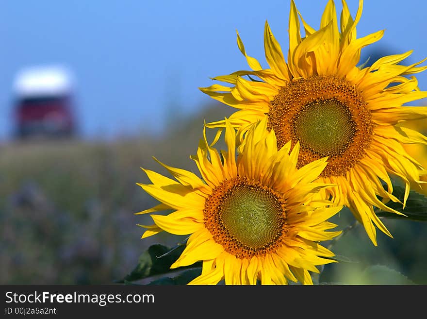 Sunflowers and road