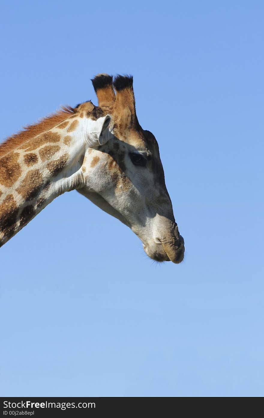 Giraffe looking down on the ground