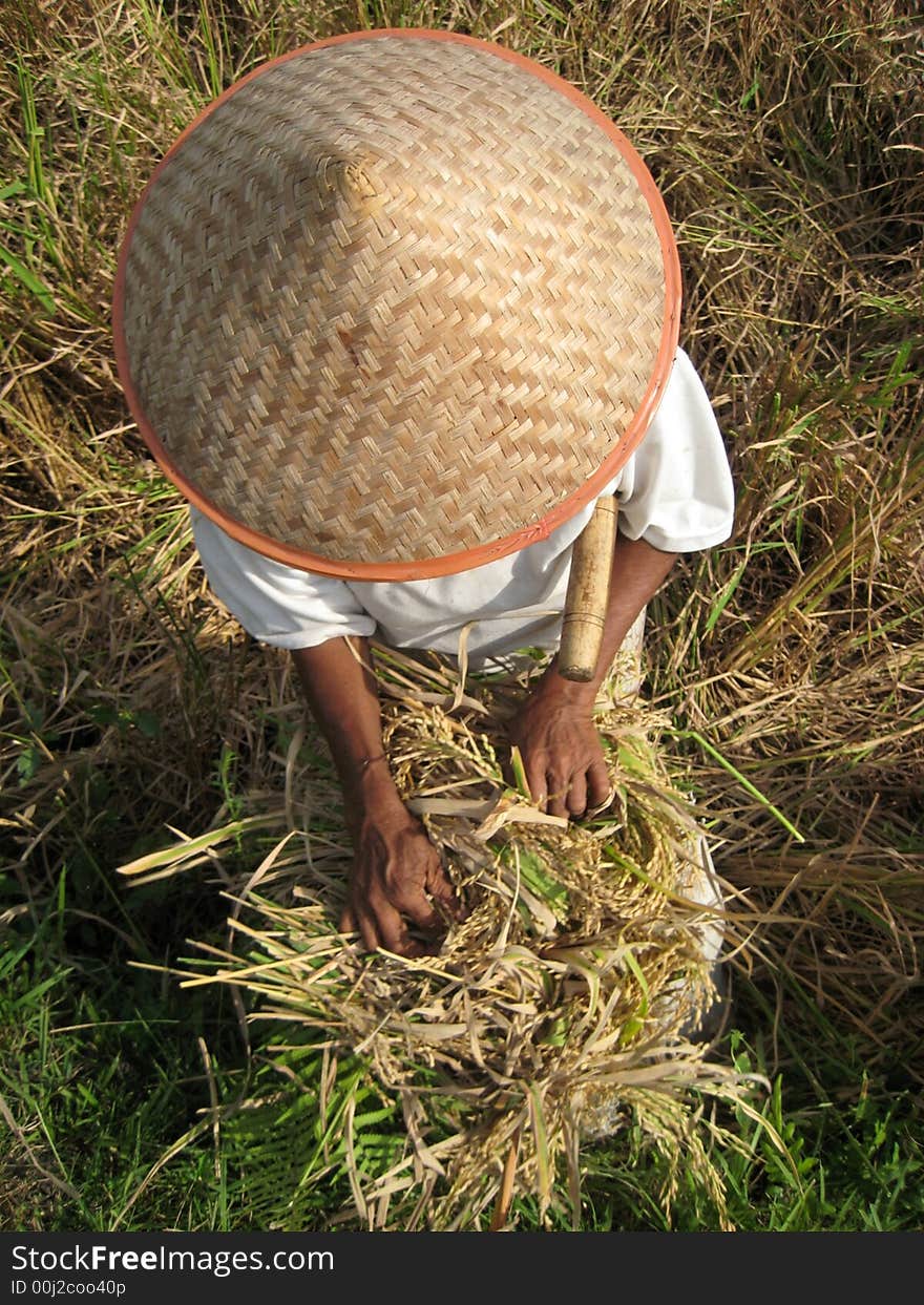 Woman worker in Java rice farm ussually has old woman. Woman worker in Java rice farm ussually has old woman