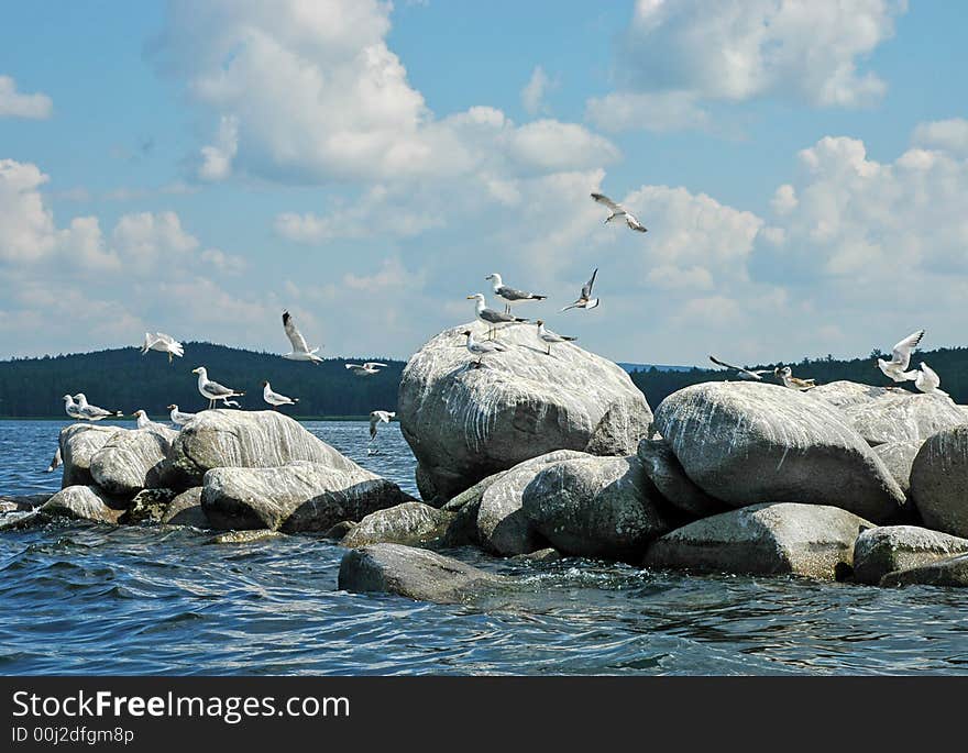 The seagull sitting on a rock in water. The seagull sitting on a rock in water