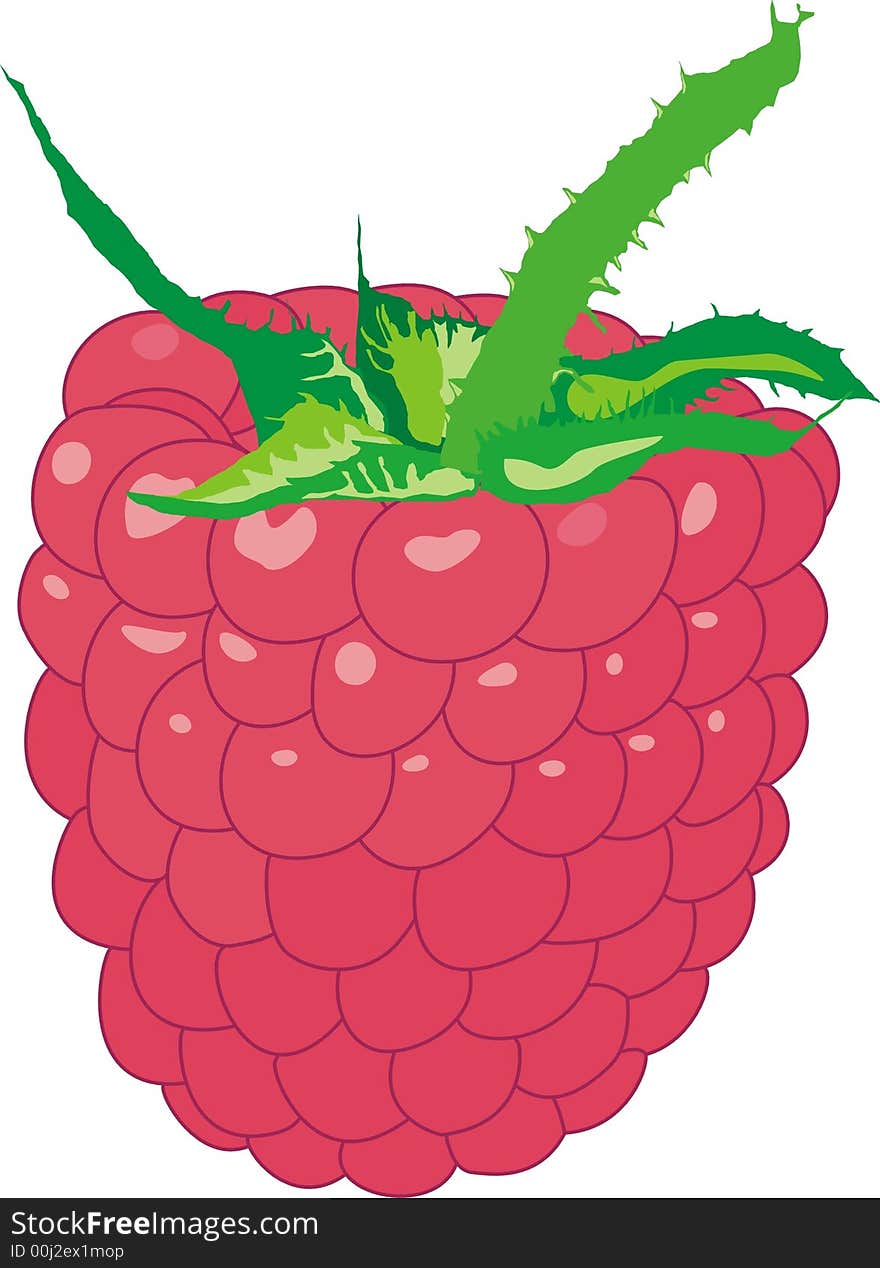 Illustration of the fresh raspberry