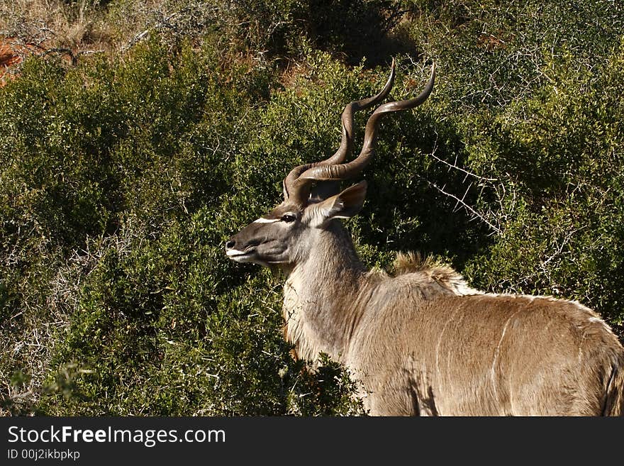 Kudu ram standing next to a bush