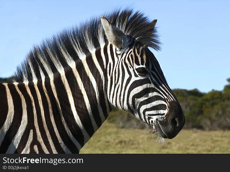 Zebra late in the afternoon