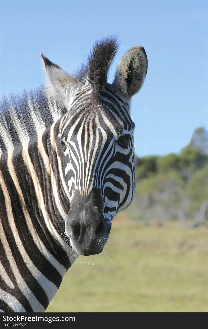 Zebra Looking Backwards