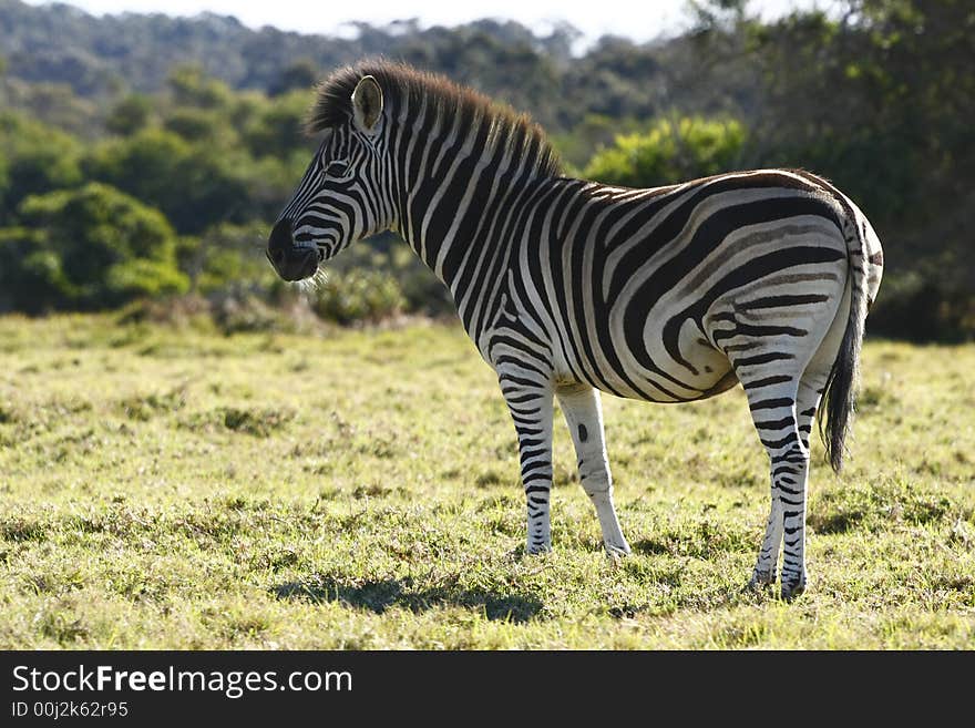 Zebra Posing