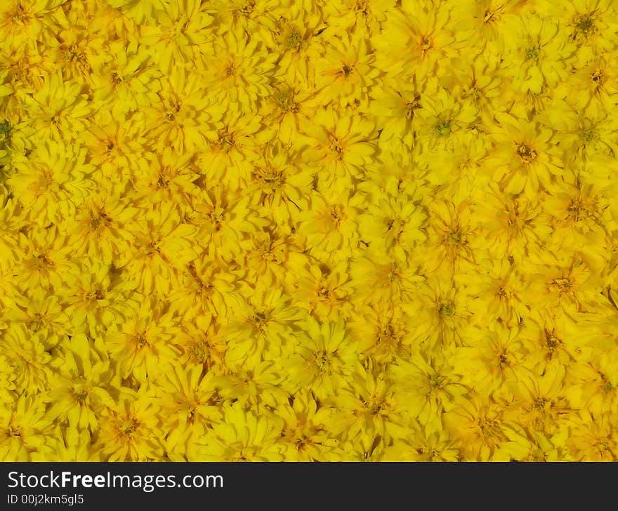 Background from a plenty of yellow garden flowers. Background from a plenty of yellow garden flowers