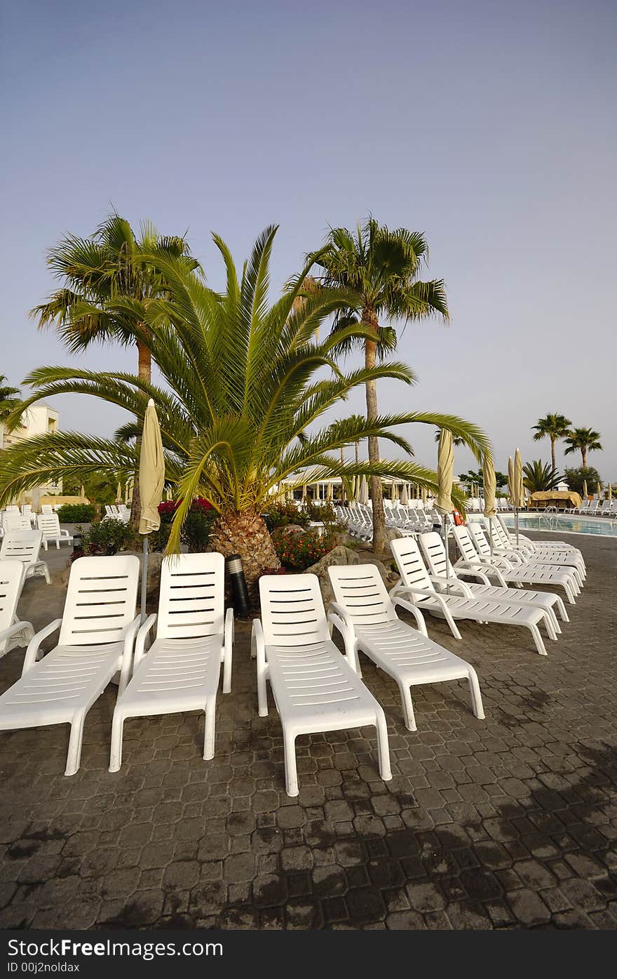 Sunbeds and palm at a hotel resort.