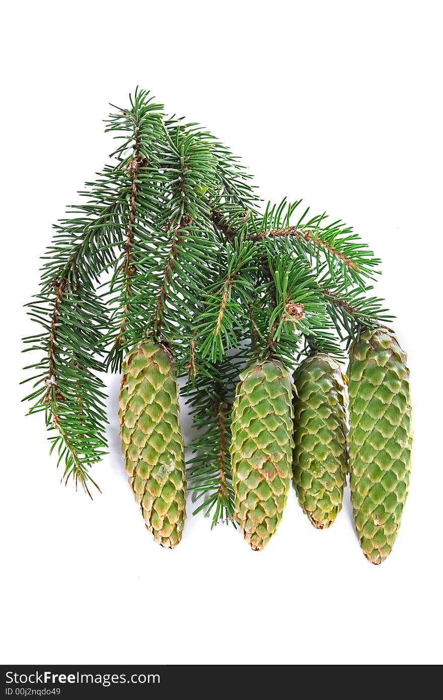 Christmas souvenir-fur-tree branch with cones on white background