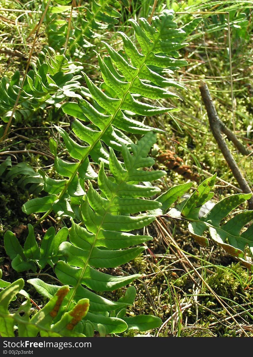 Fern in forest in sun