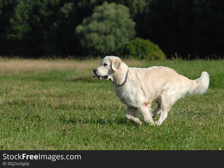 Golden retriver running in the forest