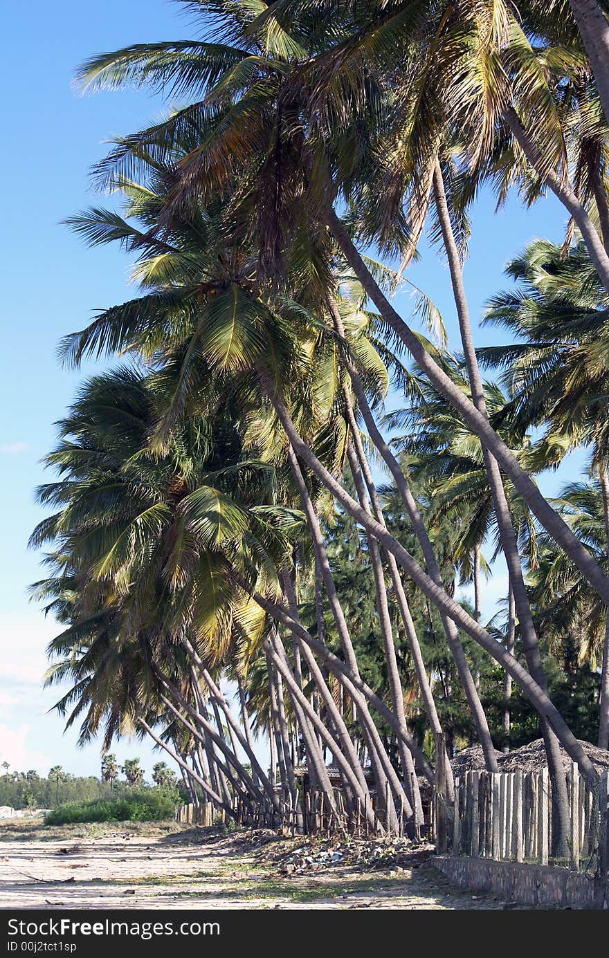 Palm tree on the beach Uppuveli in Sri Lanka. Palm tree on the beach Uppuveli in Sri Lanka