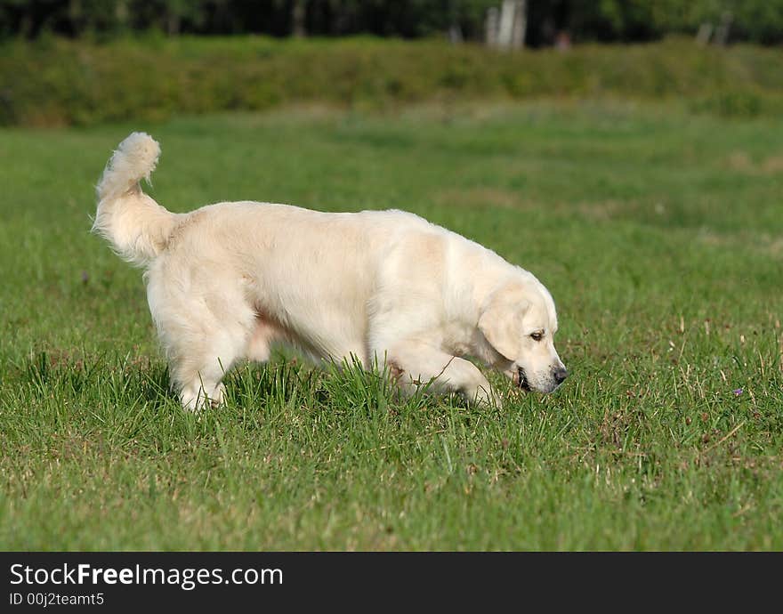 Golden retriver running in the forest