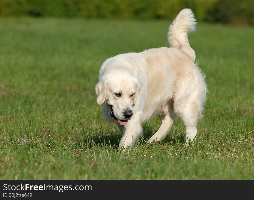 Golden retriver running in the forest