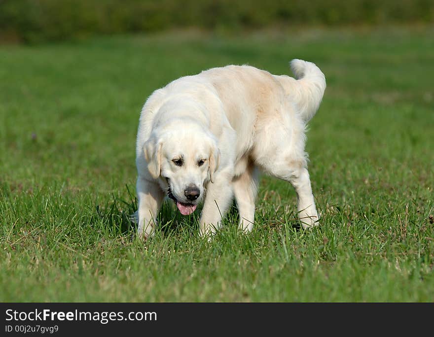 Golden retriver running in the forest