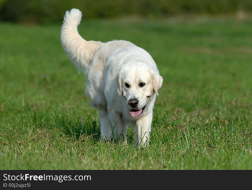 Golden retriver running in the forest