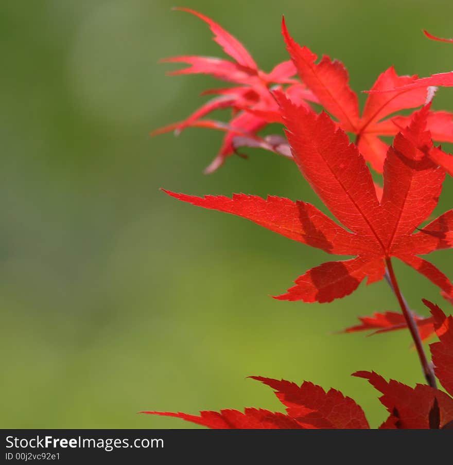 Red Leaves on Green Background. Red Leaves on Green Background