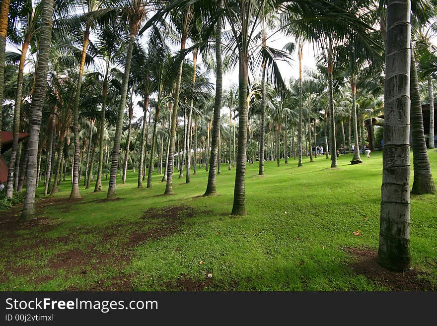 Palm Tree Garden