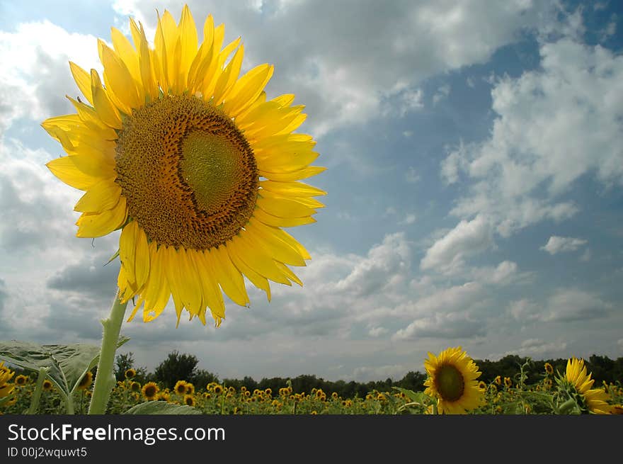 A large sunflower sets an upbeat mood on an otherwise cloudy and dull day. A large sunflower sets an upbeat mood on an otherwise cloudy and dull day.