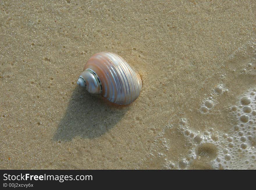 Seashell on Shore