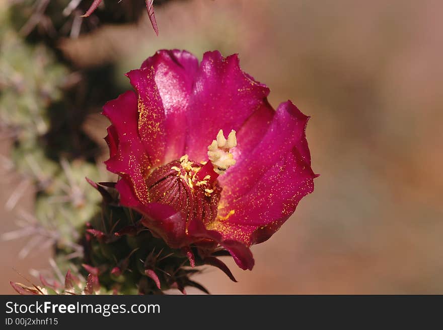 Ripe Bud