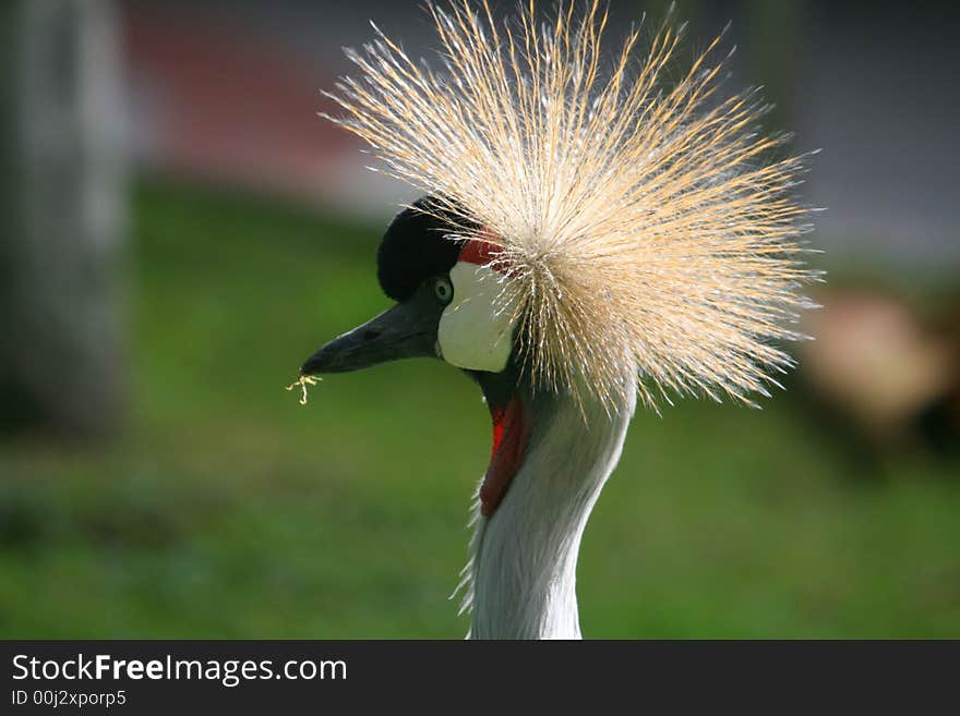 Crane bird profile