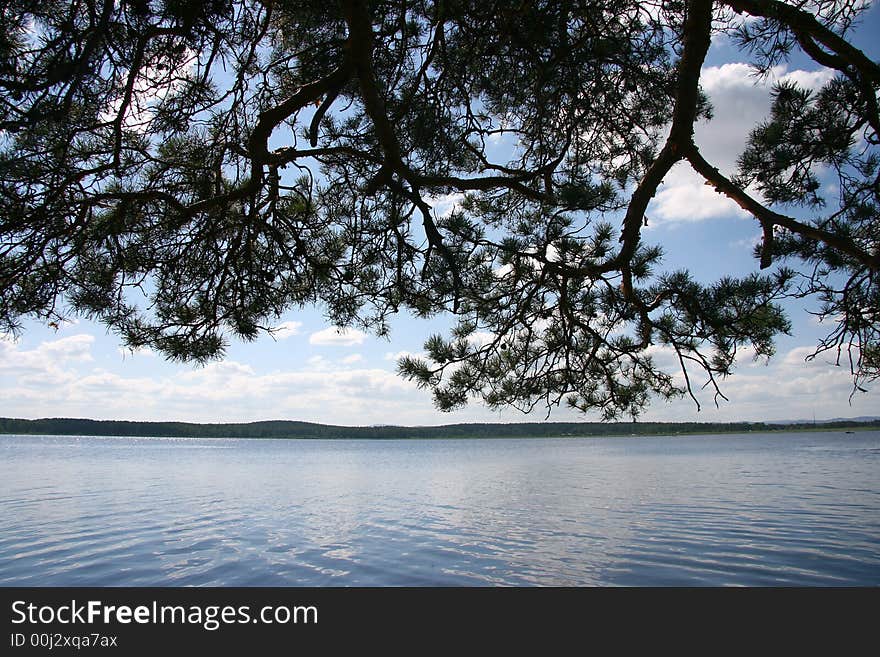 Greater branch of a pine above lake. Greater branch of a pine above lake.