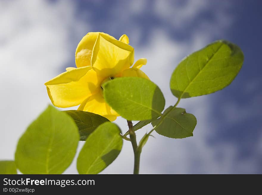 Yellow rose flower with a blue sky background