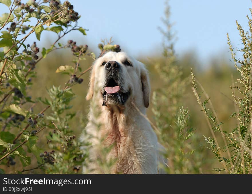 Golden retriver running in the forest