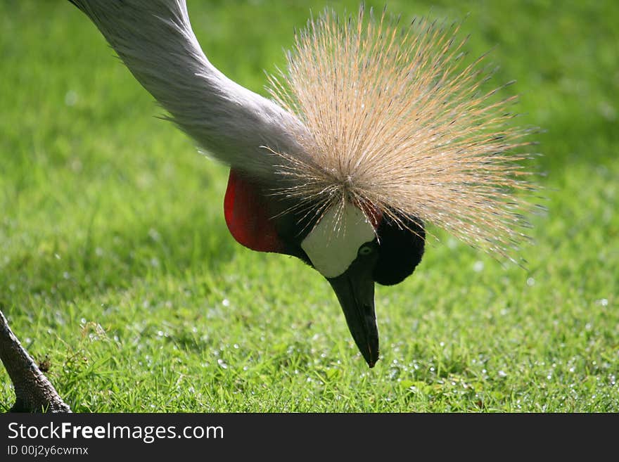 Crane bird eating