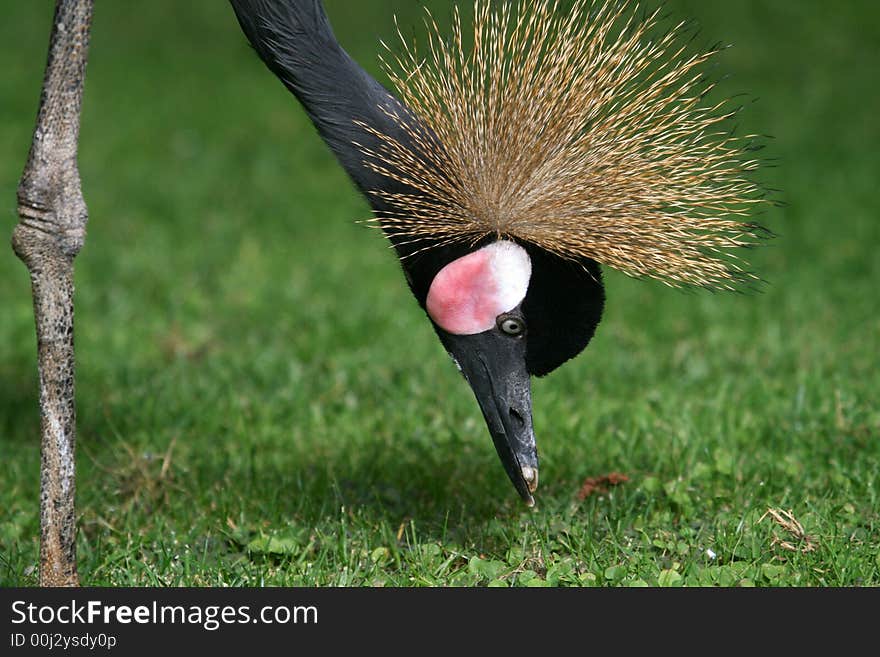 Black neck crane looking for food in the grass