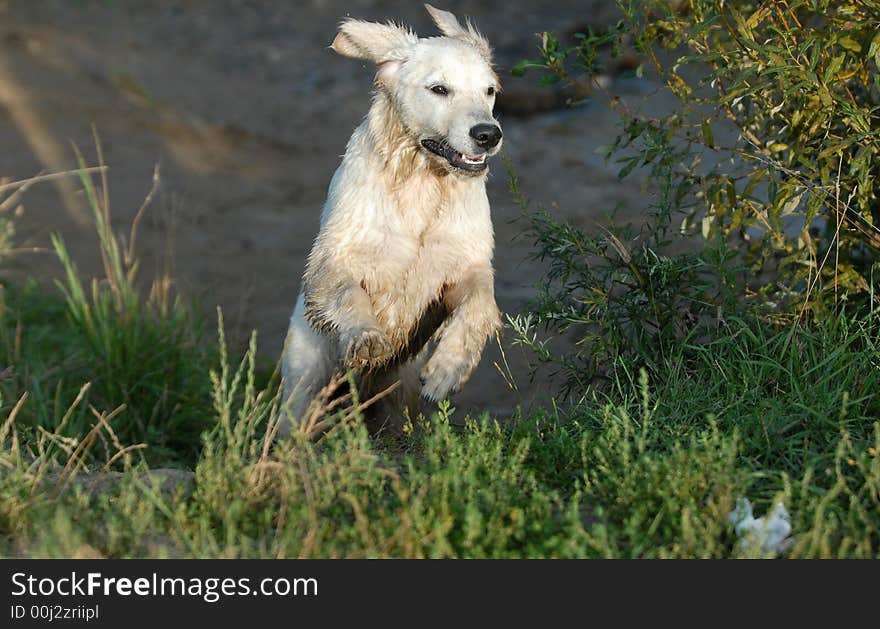 Young dog - golden Retriver runing by the grass